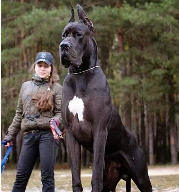 你绝对没见过的大狗 世界超级巨无霸 14