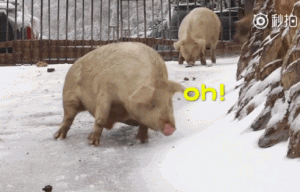 南方的猪第一次看见雪 网友：我第一次见到雪也是这样