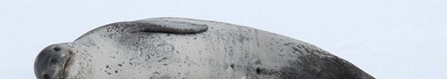 豹型海豹HydrurgaGistel 1