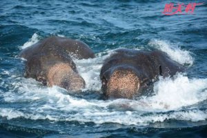 两大象海水中获救 垂死挣扎一刹那被人类出手搭救