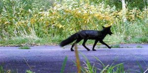 北海道现罕见黑狐 黑狐就长这样你见过了吗