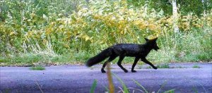 北海道现罕见黑狐 专家：一开始还以为是狗