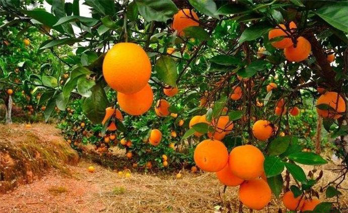褚时健橙子多少钱一斤 褚时健种橙子的故事 3