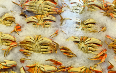 生螃蟹能冷冻保存吗 生吃螃蟹容易得什么病 2