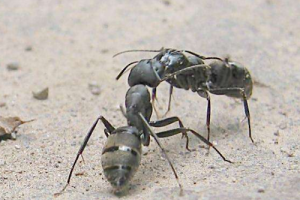 蚂蚁能活多久   最怕什么气味