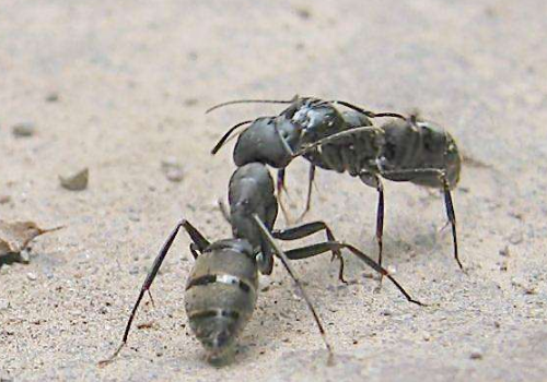 蚂蚁能活多久   最怕什么气味 1