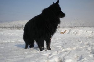 为什么黑熊犬不是名犬 和比利时牧羊犬区别