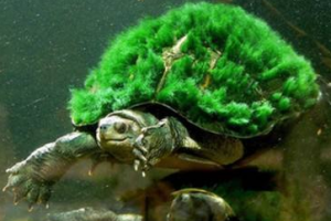 怎么让乌龟变成绿毛龟 绿毛有什么用