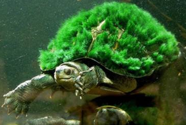 怎么让乌龟变成绿毛龟 绿毛有什么用 1