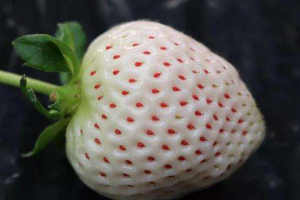 日本白色草莓为什么那么贵 白草莓只有日本才有吗