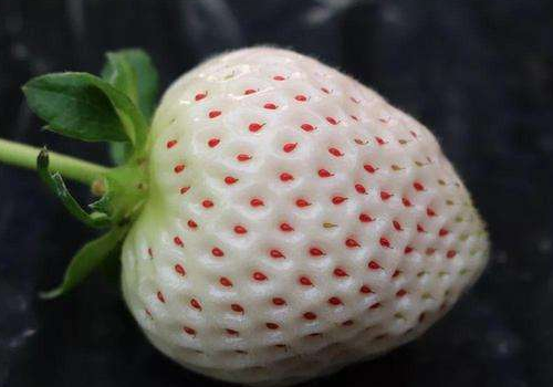 日本白色草莓为什么那么贵 白草莓只有日本才有吗 1