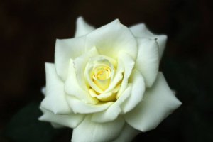情人节能送白玫瑰多少朵