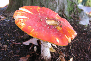 山上的红蘑菇有毒吗
