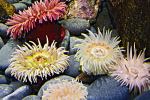 海里的海葵能吃吗