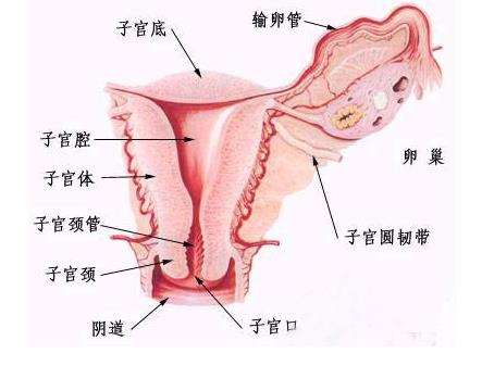 女性生理结构解剖图与分析 2