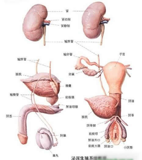 人体器官内脏结构分布图及解说