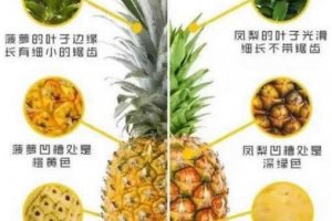 如何区分菠萝和凤梨 凤梨与菠萝的区别在哪