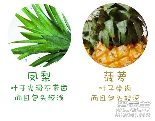 凤梨和菠萝的区别图片 教你分辨 3