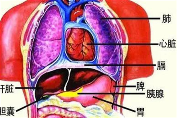 人体器官结构图五脏六腑肾的位置高清图 5