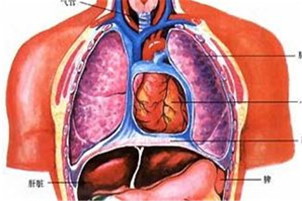 人体器官结构图五脏六腑肾的位置高清图 1