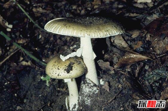 世界上最毒的蘑菇毒性最大的 7