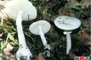 世界上最毒的蘑菇毒性最大的