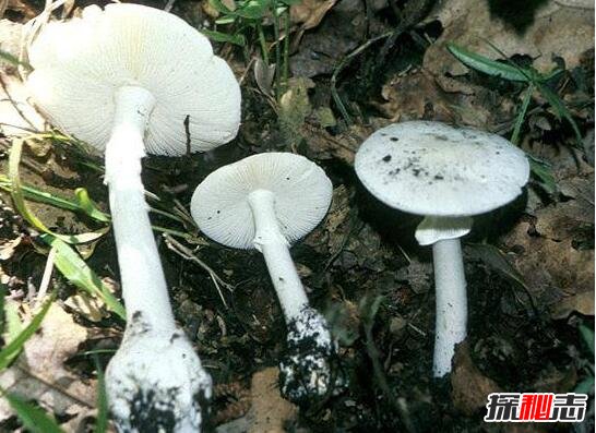 世界上最毒的蘑菇毒性最大的 1