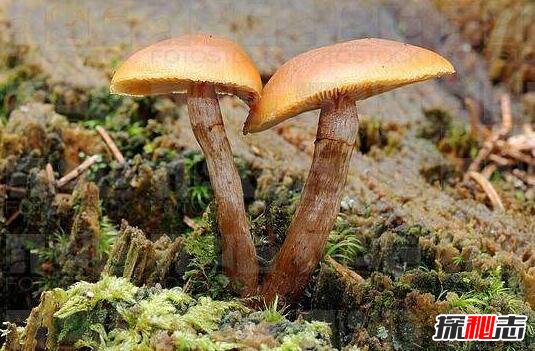 世界上最毒的蘑菇毒性最大的 5