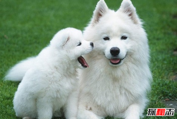全球最贵狗狗品种 中国那些狗上榜？ 3