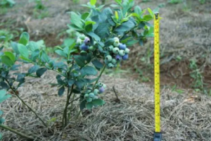 蓝莓苗什么时候种植最好