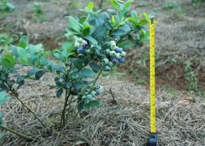 蓝莓苗什么时候种植最好 1