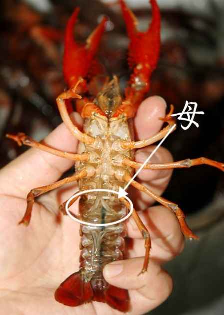 小龙虾怎样分辨公母图解 1