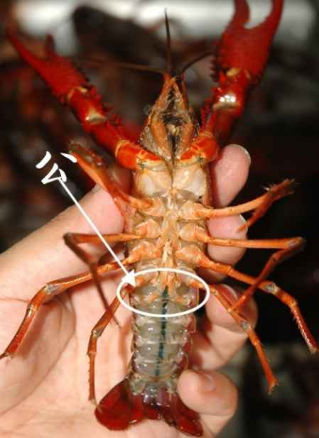 小龙虾怎样分辨公母图解 4