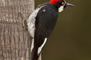 啄木鸟的尾巴是用来干什么