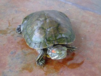 巴西红耳龟怎么清洗 红耳龟几天换一次水 2