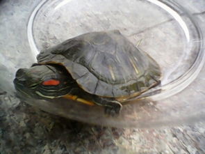 巴西红耳龟怎么清洗 红耳龟几天换一次水 3